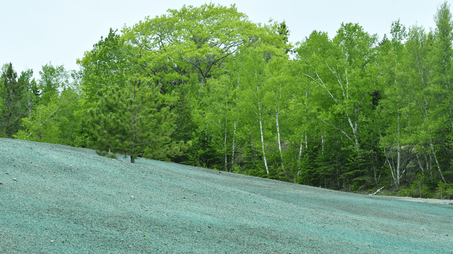 Portland Hydroseeding